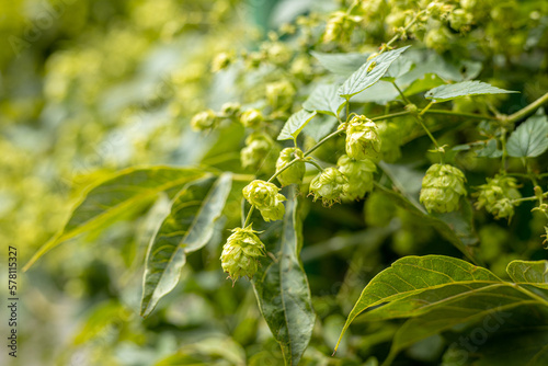 Hops closeup in blossom at the organic garden.