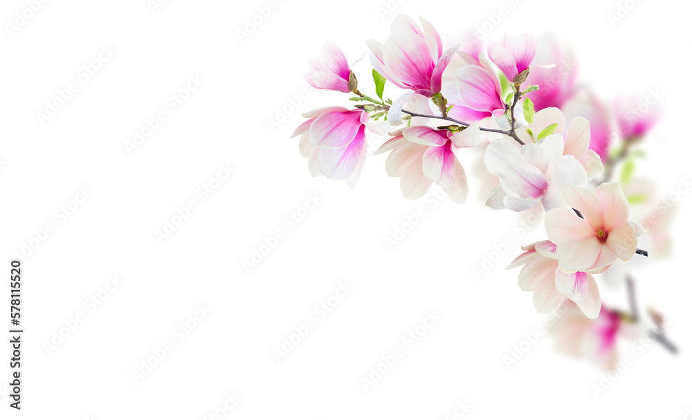 Stem with magnolia flowers Stem with magnolia flowers