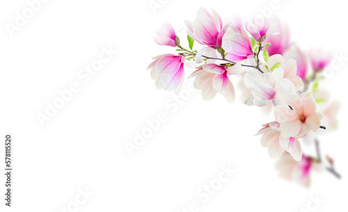 Fototapeta Naklejka Na Ścianę i Meble -  Stem with magnolia flowers 