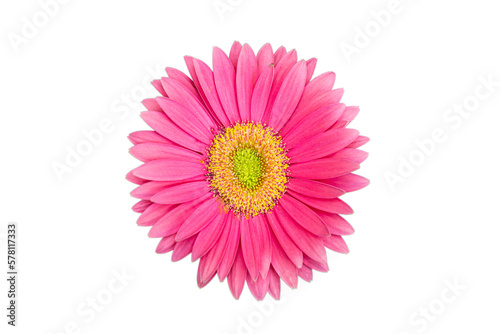pink gerber daisy photo