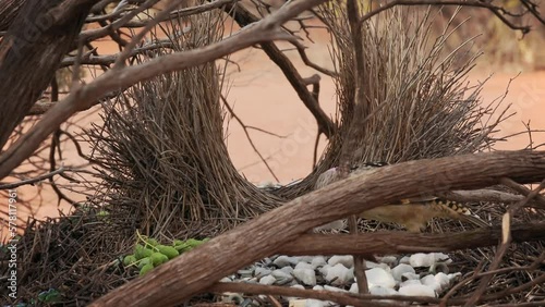 Western Bowerbird - Chlamydera guttata  endemic bird of Australia in Ptilonorhynchidae, brown with spots with a pink erectile crest on the nape, male constructs elaborate bower to attract females. photo