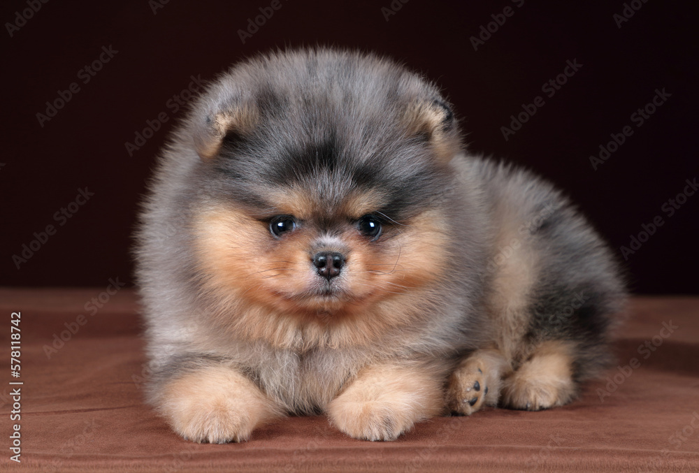 Small fluffy Pomeranian puppy on a brown background. Cute puppy Small fluffy Pomeranian puppy on a brown background. Cute puppy