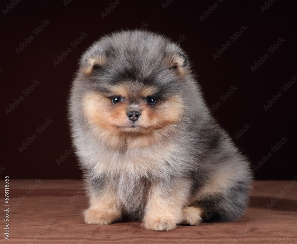 Fototapeta premium Small fluffy Pomeranian puppy on a brown background. Cute puppy