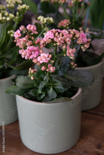 Potted pink kalanchoe blossfeldiana plant on the desk.