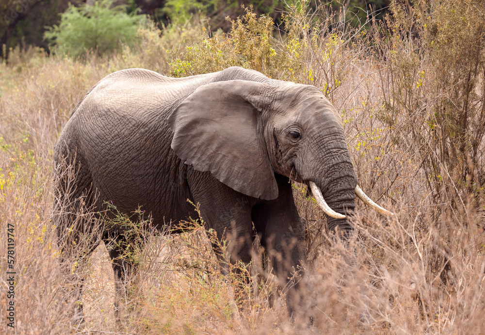 Elephant, Tanzania 