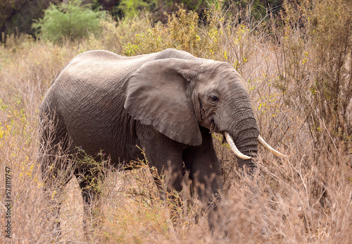 Elephant  Tanzania 