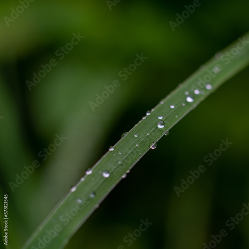 raindrops on a green wide leaf on a blurred background