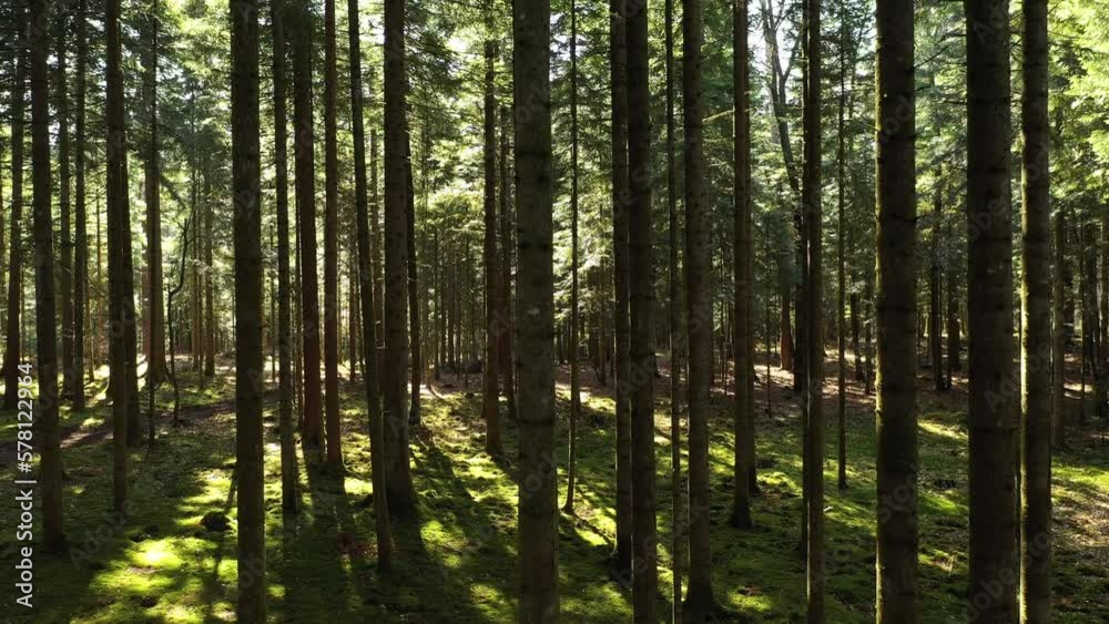 Slow vertical flying inside sunny forest landscape. Drone shot. Slow vertical flying inside sunny forest landscape. Drone shot.