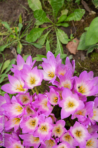 Top view of the delicate purple flower of Lilac Colchicum against the background of grass in the garden. Natural  soft and selective focus.