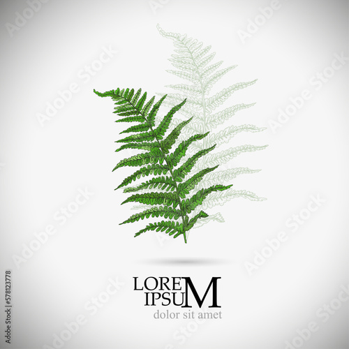 Logo fern object. Vector illustration