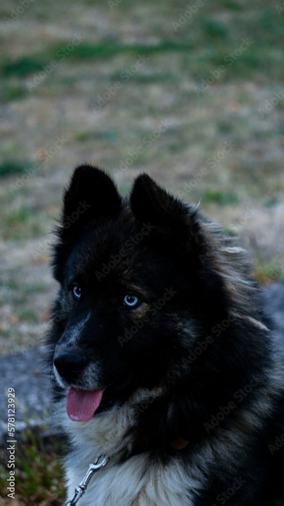 Naklejka premium border collie dog