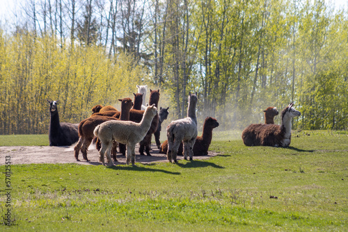 group of alpacas and llamas relaxing in field in front of tree line