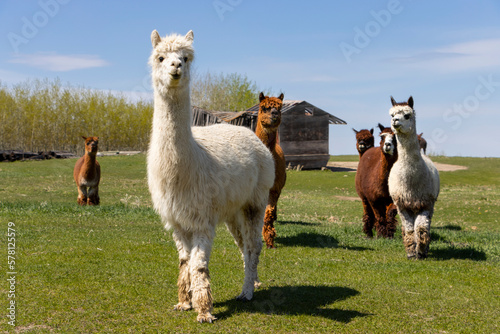 proud alpaca smiling for the camera with alpaca friends behind her