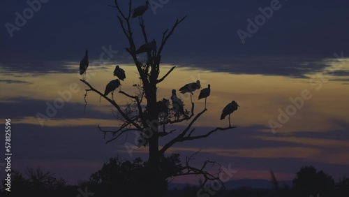 White Stork (Ciconia Ciconia) Birds Perching On A Tree At Sunrise photo