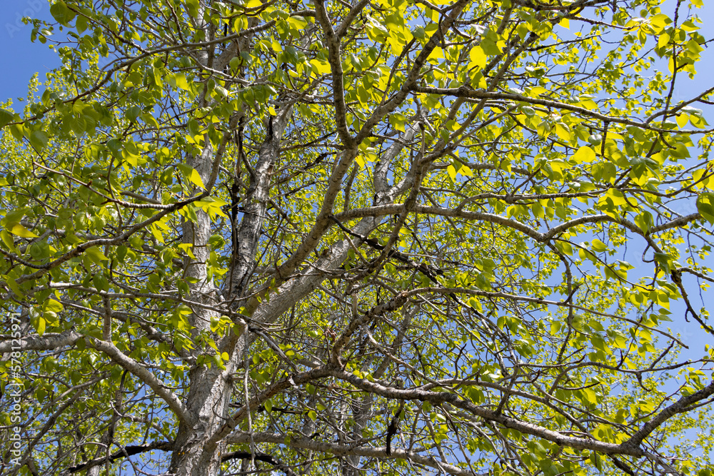 yellow leaves of aspen tree against blue sky