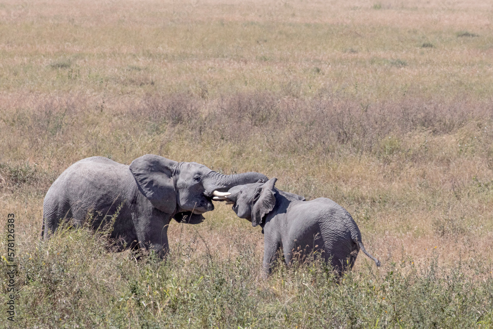 Two young elephants being playful in the wild. Two young elephants being playful in the wild.