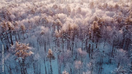 golden hour wintery forest 