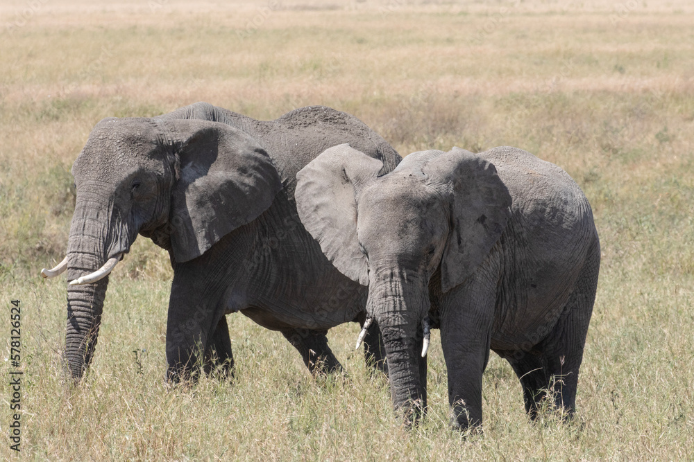 Fototapeta premium A pair of African elephants walk through the Savannah plains of the Serengeti.