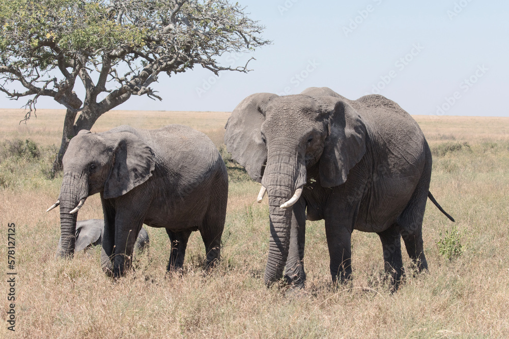 A pair of African elephants walk through the Savannah plains of the Serengeti.