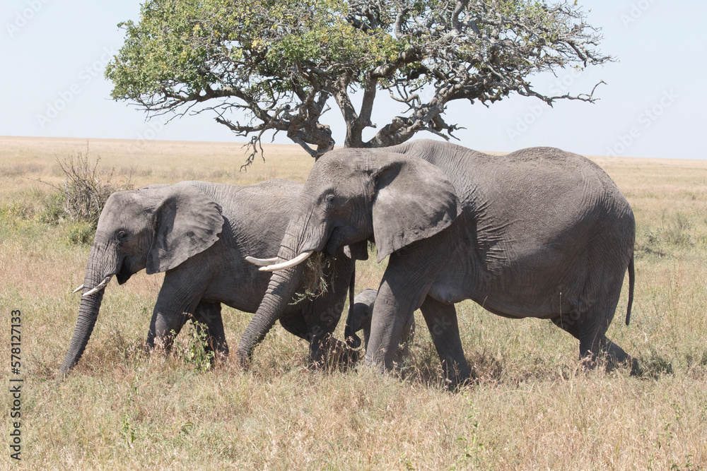 A pair of elephants  protect a little calf while walking through the grassy plains of Serengeti National Park, Tanzania.