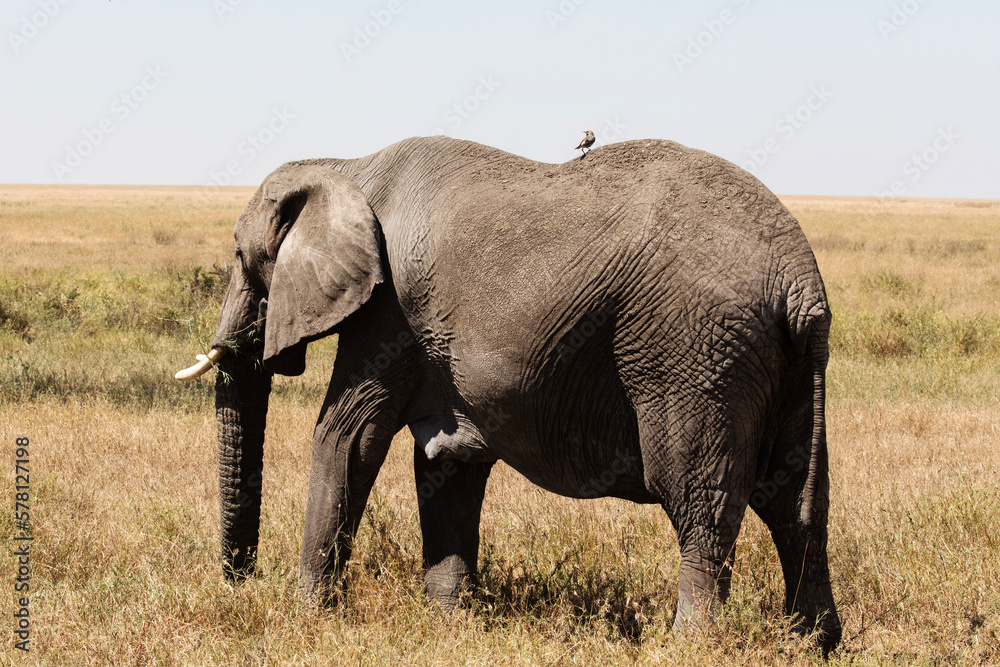 Obraz premium A lone female elephant walks through the Savannah plains of Serengeti National park.