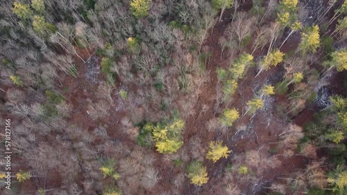 drone flyover of forest