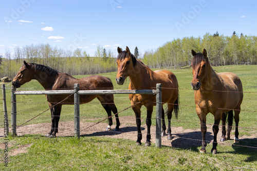 horses standing by fence in a meadow