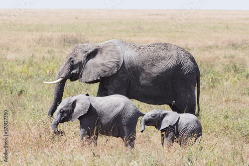 Photography Two young elephants being playful under the watchful eye of a large female