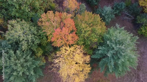 fall forest drone view
