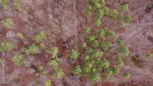 drone forest flyover 