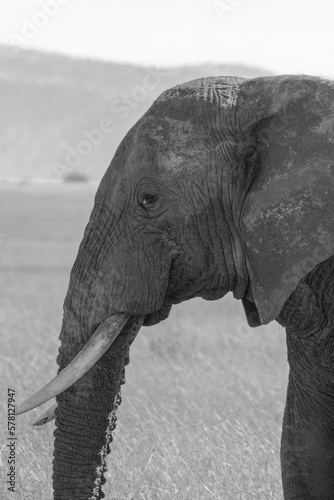 Photography Wild African elephant portrait in black and white.