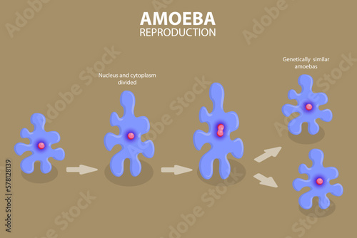 3D Isometric Flat Vector Conceptual Illustration of Amoeba Reproduction, Irregular Binary Fission