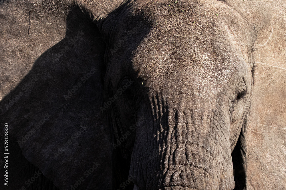 Close-up portrait of a wild African elephant.
