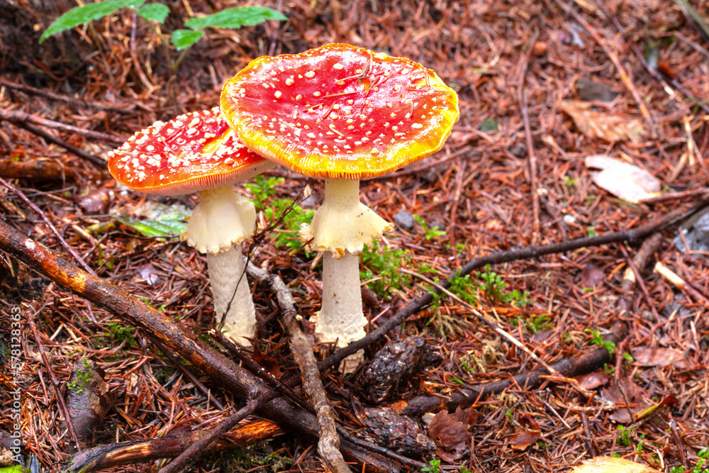 Fly agaric or fly amanita mushroom (Amanita muscaria). Muscimol mushroom. Wild mushroom growing in forest. Ukraine.