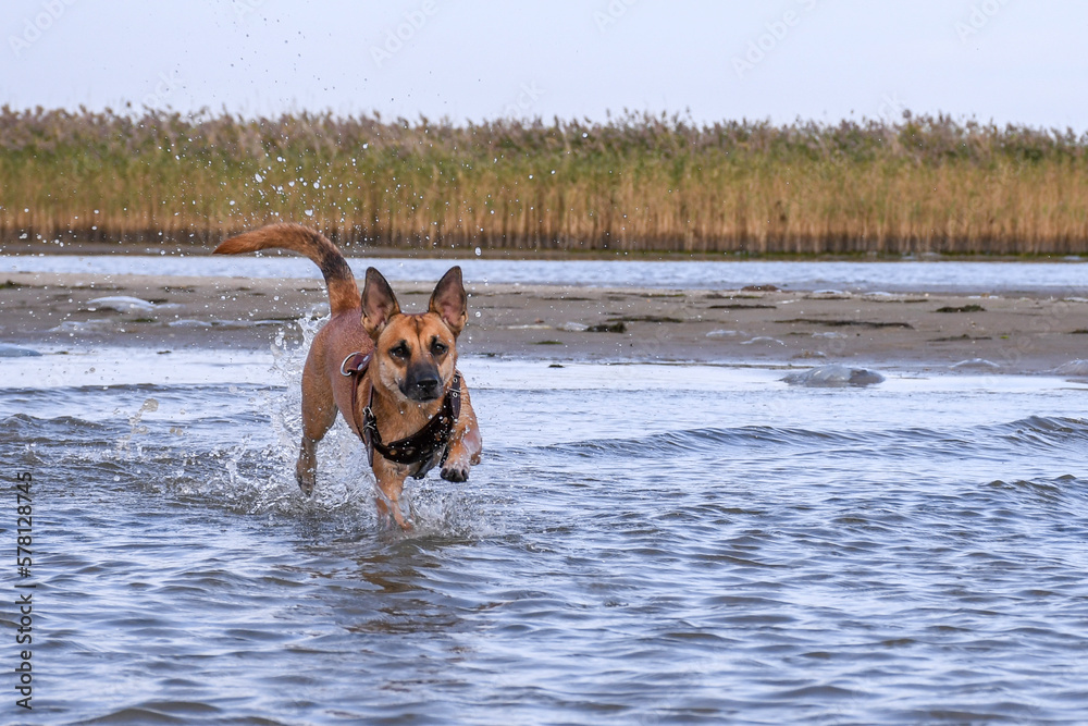 dog, animal, pet, canine, shepherd, german, puppy, cute, portrait, mammal, domestic, breed, white, brown, water, beach, animals, nature, malinois, pets, dogs, purebred, doggy, isolated, 