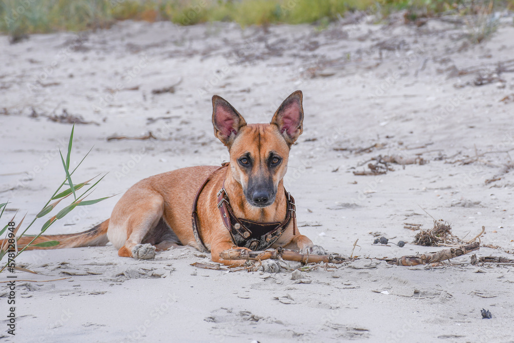 dog, animal, pet, canine, shepherd, german, puppy, cute, portrait, mammal, domestic, breed, white, brown, water, beach, animals, nature, malinois, pets, dogs, purebred, doggy, isolated, 