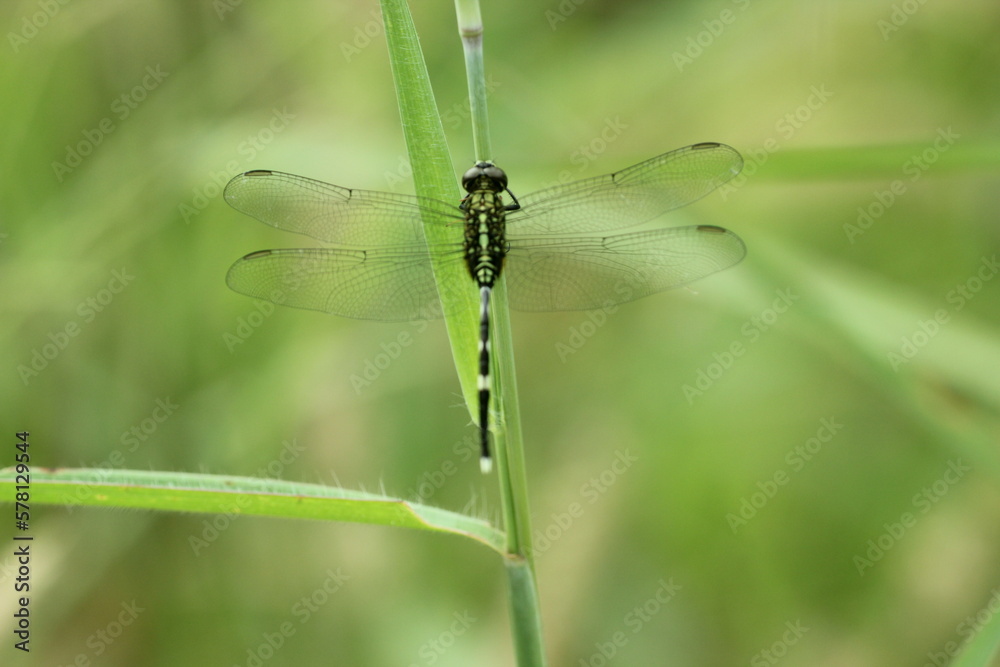 dragonfly, dragonfly perched on a branch of grass