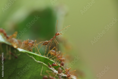 red ants, red ants who are standing among their friends © ridho