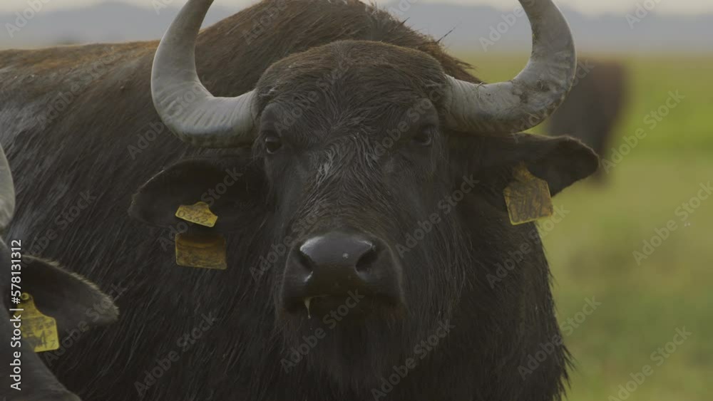 Water Buffalo Bubalus Bubalis Close up Slow Motion Image Water Buffalo Bubalus Bubalis Close up Slow Motion Image