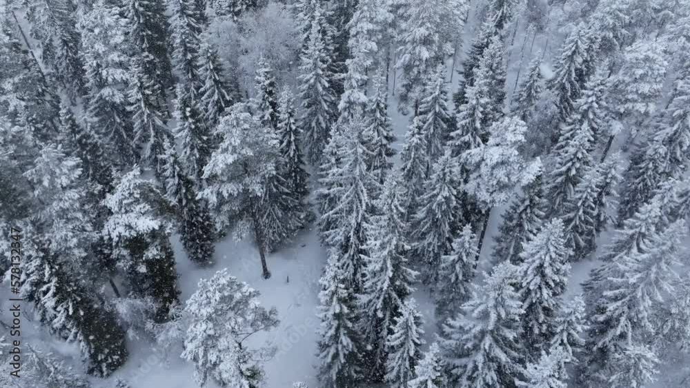 Aerial winter landscape with pine trees snow covered in spruce forest in cold mountains. Fly forward drone footage of the winter forest during heavy snowfall. Northern Sweden, Umea Aerial winter landscape with pine trees snow covered in spruce forest in cold mountains. Fly forward drone footage of the winter forest during heavy snowfall. Northern Sweden, Umea