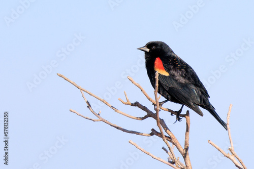 Red Winged Black Bird in rural Illinois