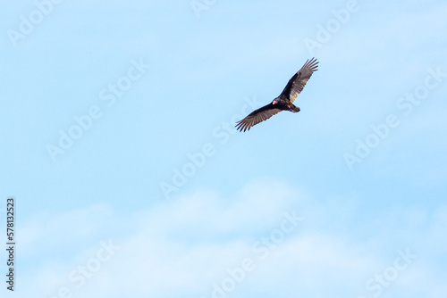 Turkey Vulture in flight over Fox river in Illinois