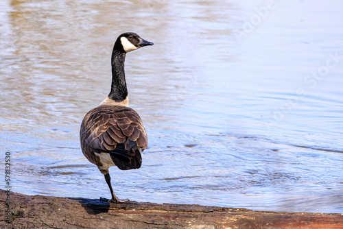 One legged Canadian Goose on Fox River in Illinois