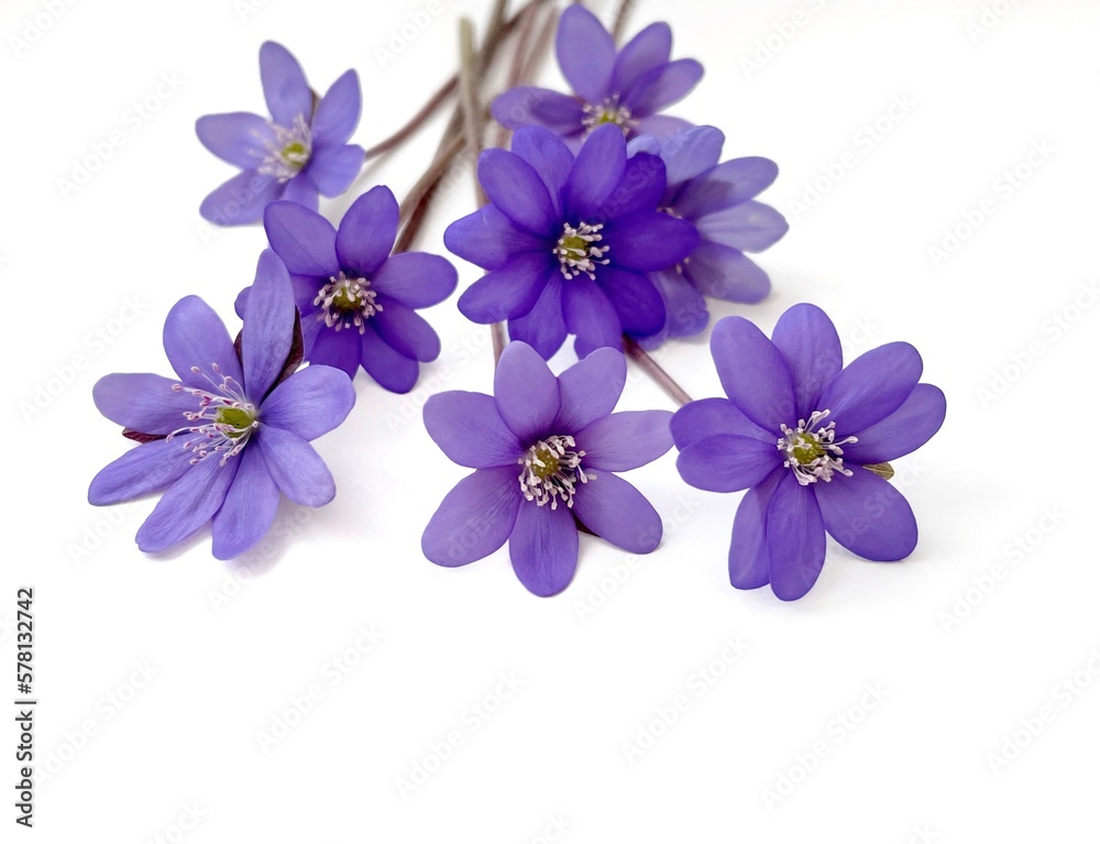 spring flowers isolated on white background, hepatica on white, Violet flowers.