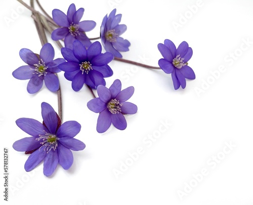 spring flowers isolated on white, hepatica flowers isolated 