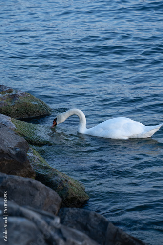 swan on the lake