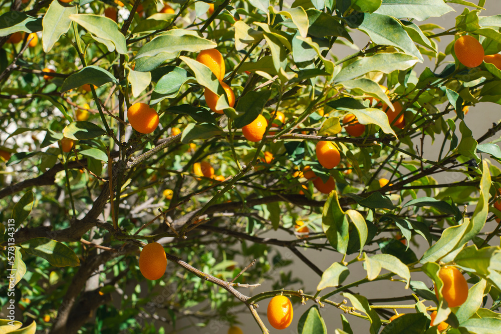 Kumquat fruits on the tree against blurred background Kumquat fruits on the tree against blurred background