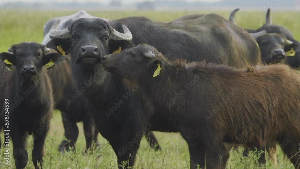Water Buffalo Bubalus Bubalis Close up Slow Motion Image Water Buffalo Bubalus Bubalis Close up Slow Motion Image