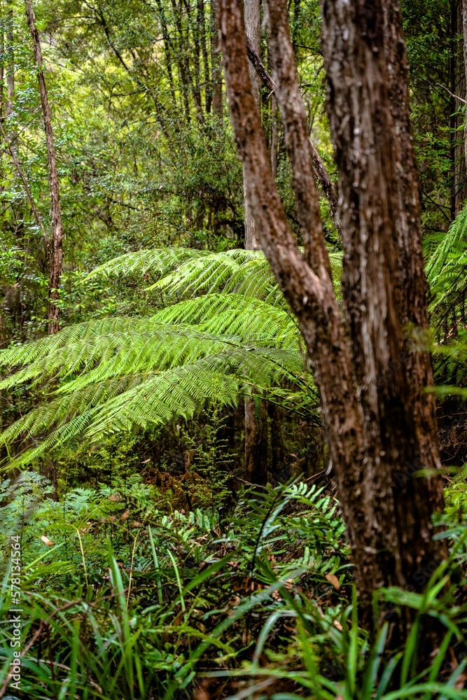 Fern in the forest Fern in the forest