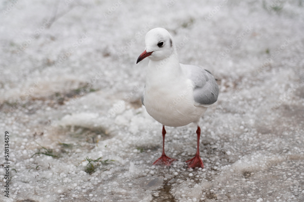 Seagull on the snow in the park Seagull on the snow in the park